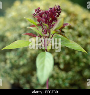 Ocimum basilicum 'Siam Queen' (Siam Regina basilico), piccoli fiori viola e foglie verdi Foto Stock