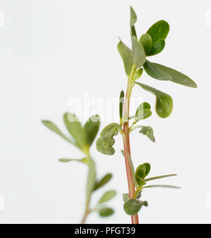 Portulaca oleracea (Purslane comune), spessa foglie verdi sul lungo stelo commestibili Foto Stock