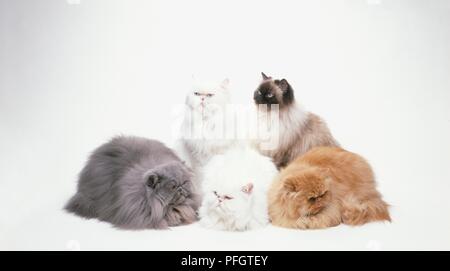Cinque gatti longhaired seduti insieme, uno zenzero, uno grigio e uno con i punti di tenuta e due bianchi, vista frontale Foto Stock