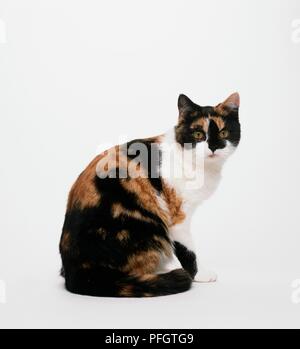 Tartaruga e bianco gatto Shorthair, seduti, guardando la fotocamera Foto Stock