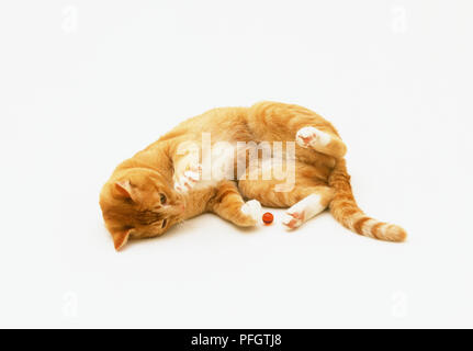 Lo zenzero e il cucciolo bianco giacente sul lato, giocare con la palla rossa Foto Stock