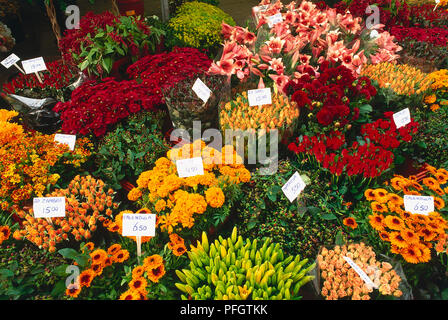 Holland, Amsterdam, fiori in stallo in Bloemenmarkt, un mercato dei fiori galleggiante. Foto Stock