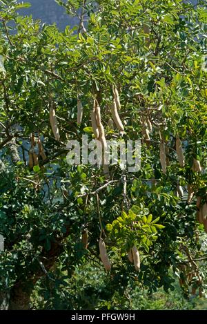Kigelia pinnata (salsiccia albero) con frutti pendenti in peduncoli e abbondanza di foglie verdi Foto Stock