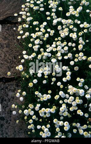 Confine di Chamaemelum nobile (camomilla romana) fiori, vista da sopra Foto Stock