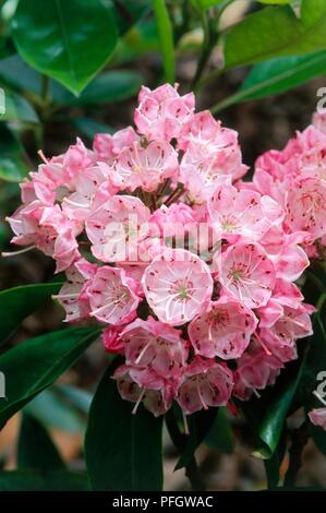 Kalmia latifolia (Mountain laurel o Spoonwood) cluster di piccoli fiori di colore rosa e foglie verdi Foto Stock