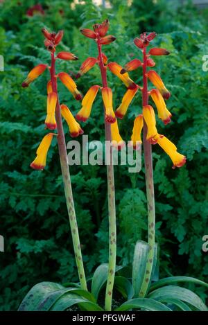 Lachenalia aloides (Capo Cowslip) con il giallo e il rosso dei fiori su steli alti Foto Stock