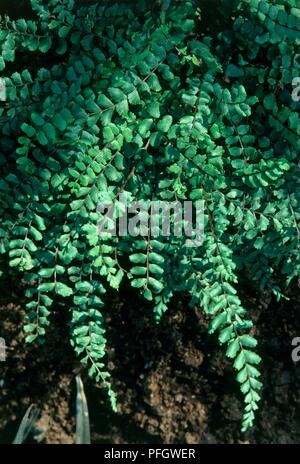 Asplenium trichomanes (Maidenhair spleenwort), Verde foglie di felce, close-up Foto Stock