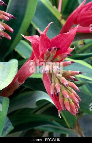 Billbergia pyramidalis, un bromeliad con rosa-rosso dei fiori, close-up Foto Stock