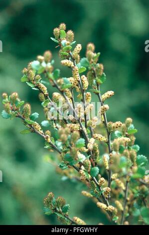 Betula nana Nana (betulla), rami con ramoscelli, molla Foto Stock