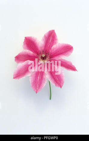 La clematide 'Carnaby', fiore testa con deep pink, crimpato petali Foto Stock