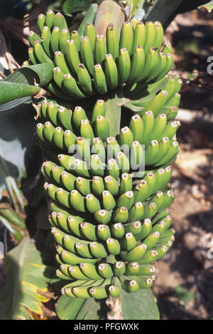 Musa sp., lo stelo di banane verdi Foto Stock
