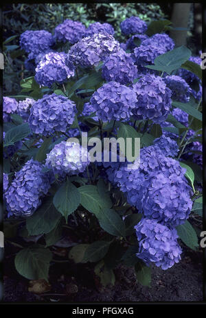 Fiori viola e foglie dal Hydrangea macrophylla 'Blu' del cofano Foto Stock