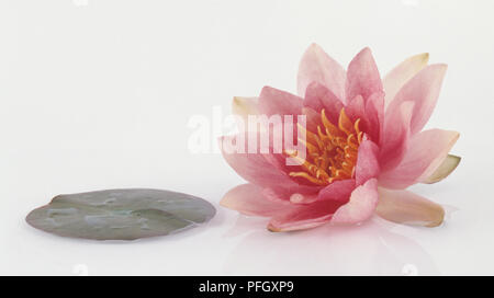 Acqua di rosa giglio fiore accanto a Lily Pad, close-up Foto Stock