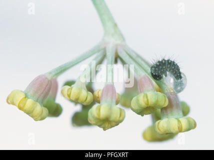 Coda forcuta (Papilio machaon) cova caterpillar su un fiore selvatico Foto Stock