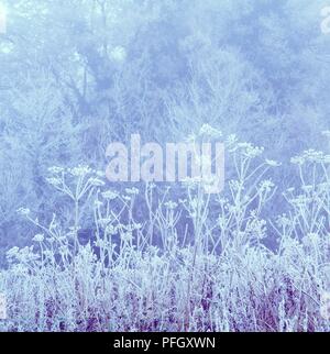 Piante di finocchio coperto di gelo e neve Foto Stock