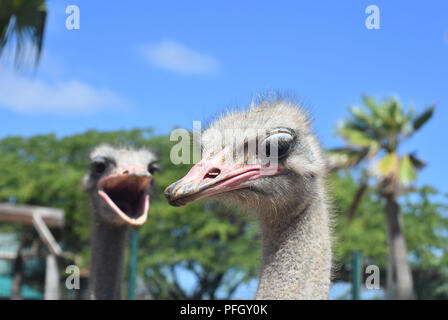 Coppia di struzzo, uno con il suo becco aperto. Foto Stock