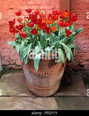 Vaso in terracotta contenenti i tulipani rossi sul patio, close-up Foto Stock