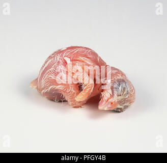 Neo-schiuse Barbagianni pulcino (Tyto alba) giacente rannicchiato sul suo lato con gli occhi chiusi,vicino. Foto Stock