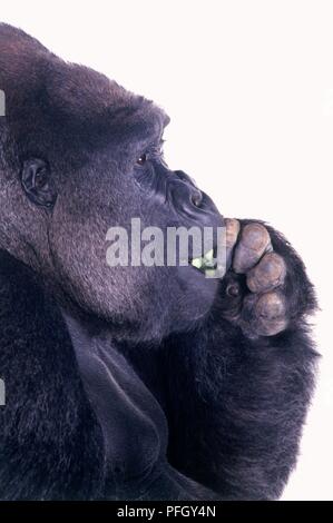 Colpo di testa di adulto maschio pianura occidentale (Gorilla Gorilla gorilla gorilla) mangiare, close-up Foto Stock