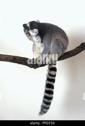 Anello-tailed Lemur (Lemur catta) seduto sul ramo, vista laterale Foto Stock