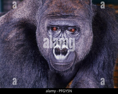 Pianura occidentale (Gorilla Gorilla gorilla gorilla), maschio adulto Foto Stock