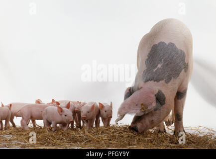 Femmina di maiale con lettiera di suinetti Foto Stock