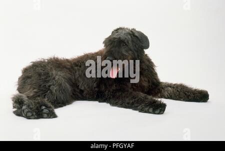 Bouvier des Flandres cane, sdraiato, ansimazione Foto Stock