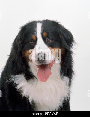 Bovaro del Bernese, ansimazione Foto Stock