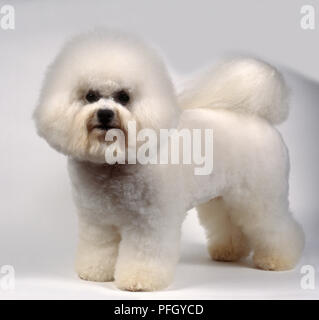 Bichon Frise cane, in piedi, guardando la fotocamera Foto Stock
