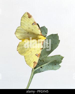 Giallo zolfo tignola (Opisthograptis luteolata) su verde foglia di biancospino Foto Stock