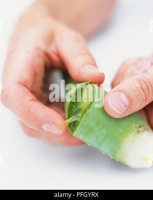 Le mani la rottura foglia di Aloe vera in due, rivelando gel glutinoso sezione close-up. Foto Stock