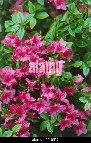 Azalea kaempferi "Cleopatra" (Rhododendron), Bright fiori di colore rosa tra il verde delle foglie, close-up Foto Stock