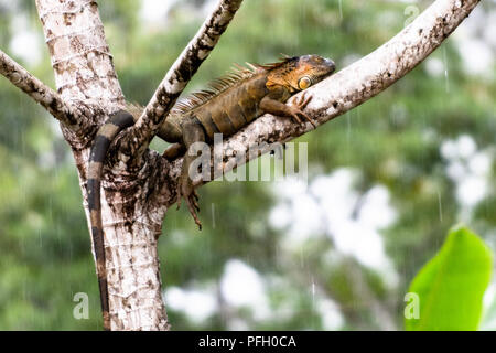 Una grossa lucertola maschio appeso a un albero Foto Stock