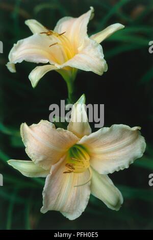 Hemerocallis "Pizzo di lusso" (Dailily), due teste di fiori, close-up Foto Stock