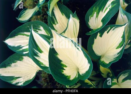 Hosta 'fuoco e ghiaccio' mostra foglie di colore verde scuro con fiamma gialla-centri simili Foto Stock