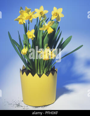 Narcissus sp., narcisi in fiore in giallo pianta vaso con bordo frastagliato, sfondo blu Foto Stock