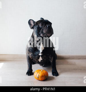 Funny brindle bulldog francese cane e zucca Foto Stock