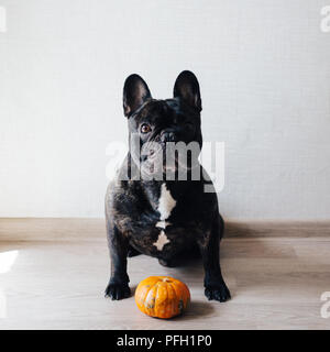 Funny brindle bulldog francese cane e zucca Foto Stock