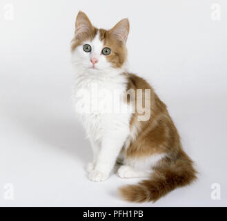 Il bianco e il rosso Angora Turco gatto, seduta. Foto Stock