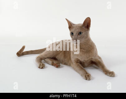 Estera Fawn Oriental shorthaired cat con il caldo, arrosto ombreggiata a fungo di capelli corti, sdraiato, cercando di avviso. Foto Stock