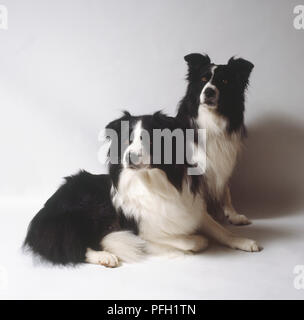 Due in bianco e nero boarder collies, guardando a destra Foto Stock