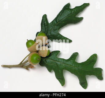 Fagaceae, Quercus pyrenaica, dei Pirenei, rovere grigio pallido con diramazione lucide foglie lobate e acorn cup coperto da fitti scale. Foto Stock