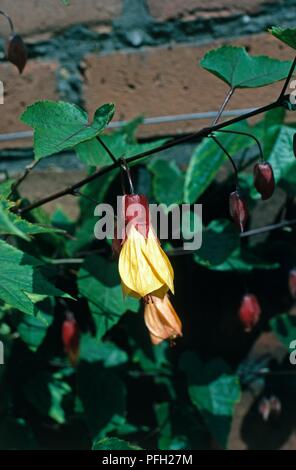 Abutilon "Kentish Belle', con dei fiori albicocca-fiore giallo e foglie a lobi Foto Stock