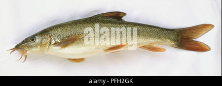 Vista laterale di un morto barbo comune pesce grigio con scale di colore marrone e barbigli o whiskers attorno alla sua imboccatura. Foto Stock