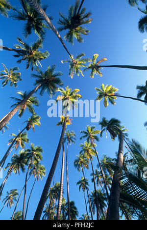 Stati Uniti d'America, Isole Hawaii, Moloka'i, Kapuaiwa Coconut Grove, Royal Palms(Roystonea regia), a basso angolo di visione Foto Stock