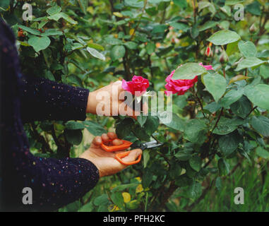 Donna con le mani in mano il taglio di un luminoso rosa rosa da una boccola. Foto Stock