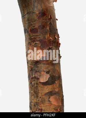 Acer griseum (Paperbark Maple), peeling bark on tree trunk Foto Stock