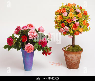 Configurazione semplice in un blu e malva vaso a campana, con fragranti rosso e rosa Aloha, Roseraie de l'fieno e rose Parfuma vicino ad un albero di arancione e rosa rose e Alchemilla fiori in un vaso di terracotta con moss in crescita. Foto Stock