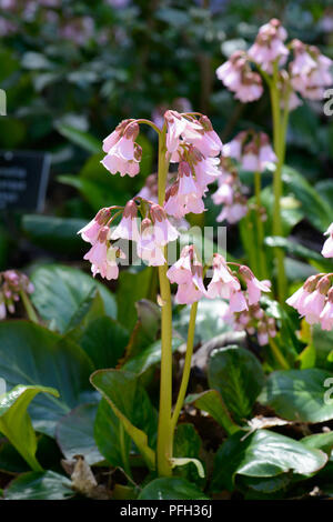 Bergenia emeinensis hybrid Foto Stock