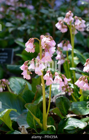 Bergenia emeinensis hybrid Foto Stock